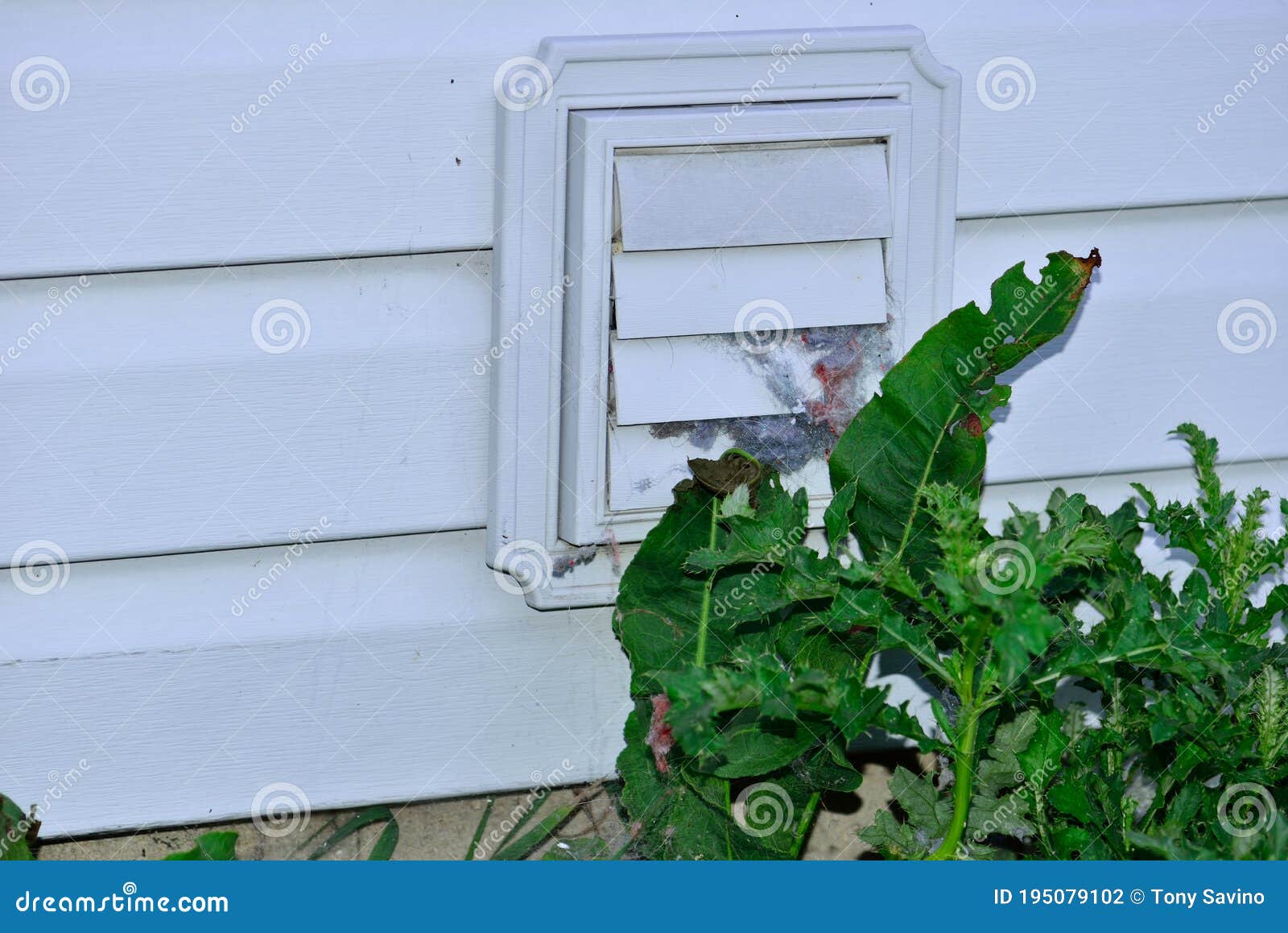 clogged dryer vent blocked by weeds