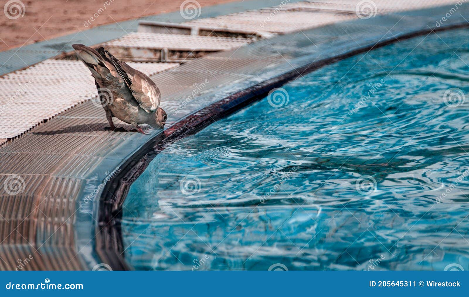 Can Birds Drink Pool Water?: Safety Tips for Bird Lovers