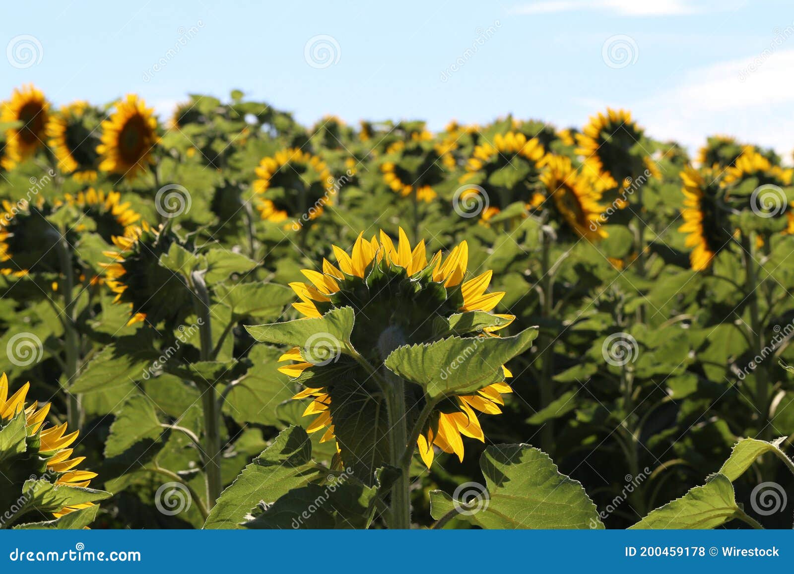 Selective Focus Closeup of a Sunflower Field with the Flowers Facing on ...