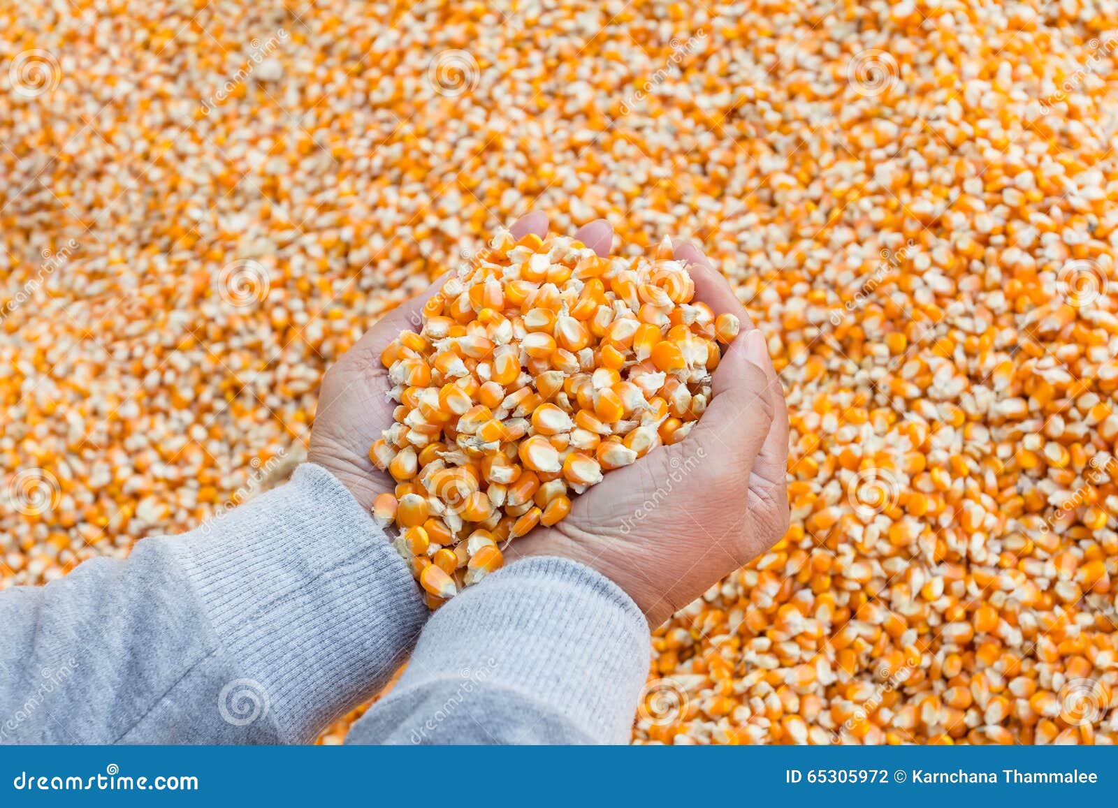 Selective Focus at Corn Seed for Animal Feed in Hand Stock Photo Image of abstract, farm 65305972