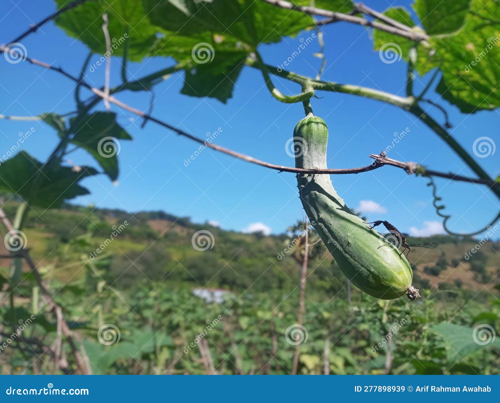 selective focus of cucumber fruit on its tree during the hot summer day