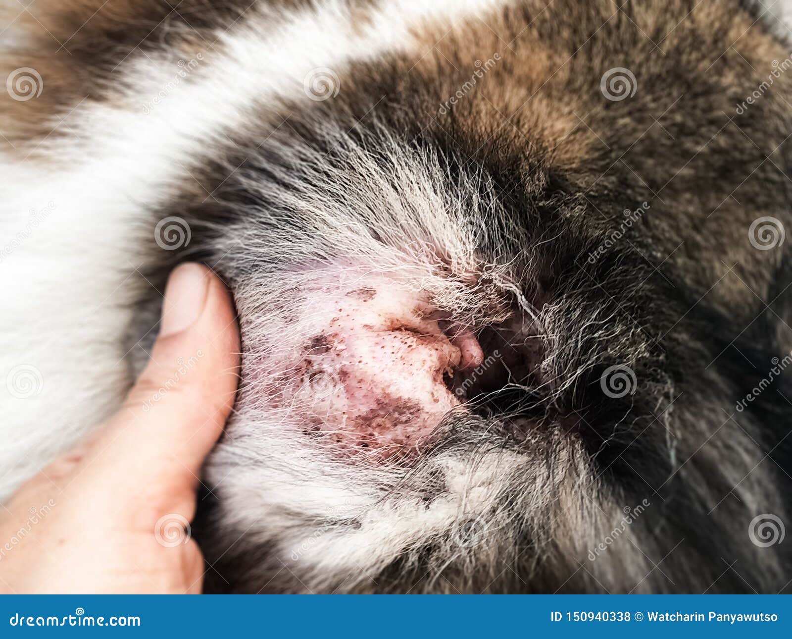 The Dermatitis In Dog Earshow The Disease Stock Photo Image Of
