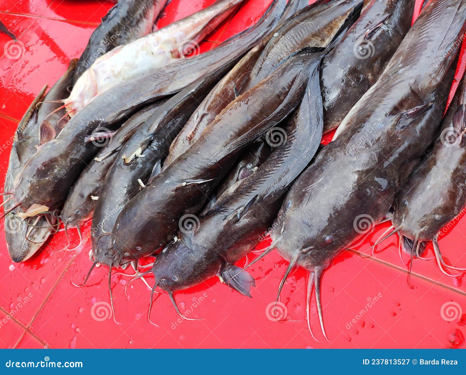 Selective Focus on Eel Tailed Catfish Euristhmus Microceps Stock Image