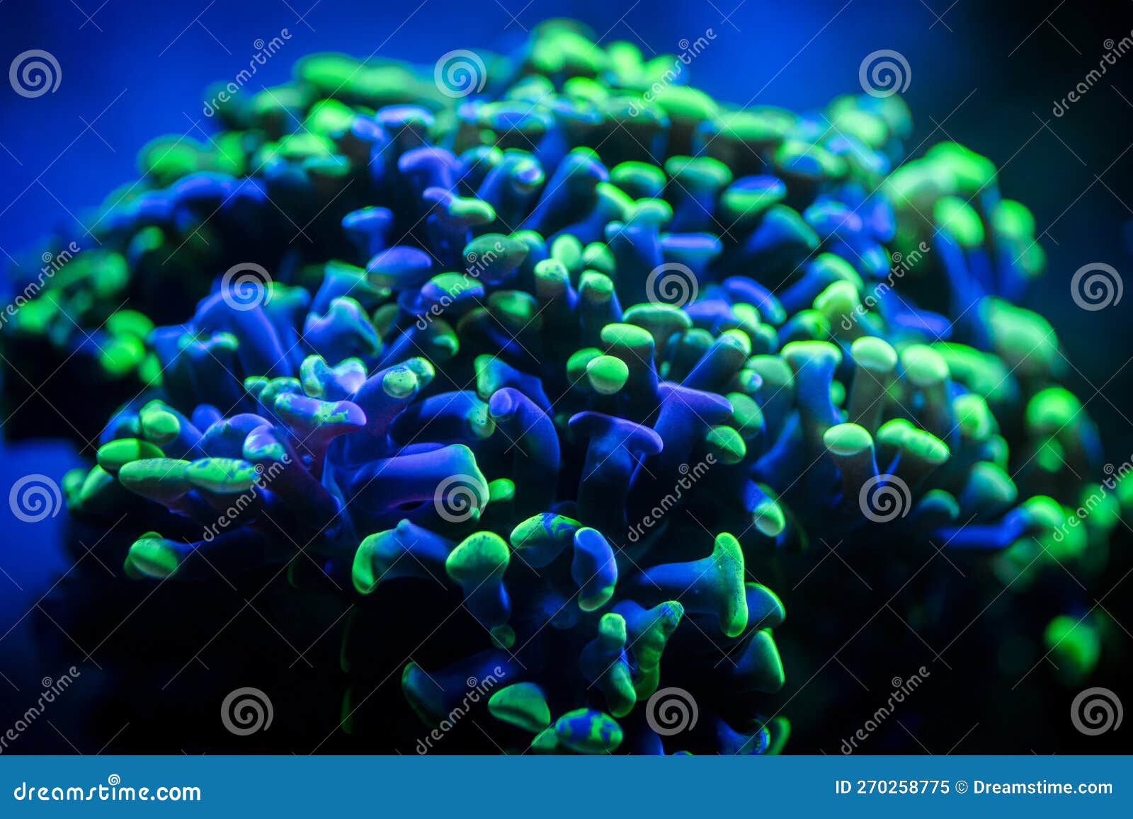 selective focus of euphyllia parancora (lps coral) showing its green fluorescence color on a reef aquarium