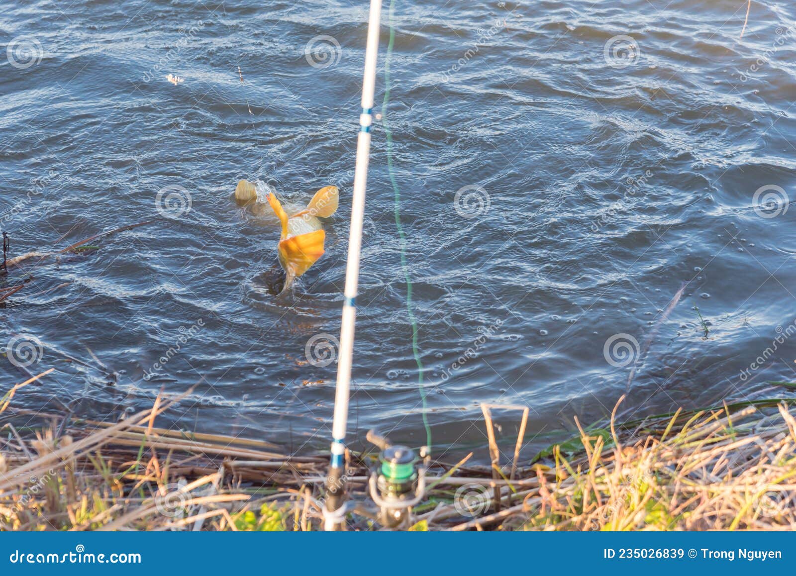 https://thumbs.dreamstime.com/z/selective-focus-fishing-pole-large-common-carp-hook-sweet-corn-bait-shallow-dof-bank-european-cyprinus-carpio-235026839.jpg