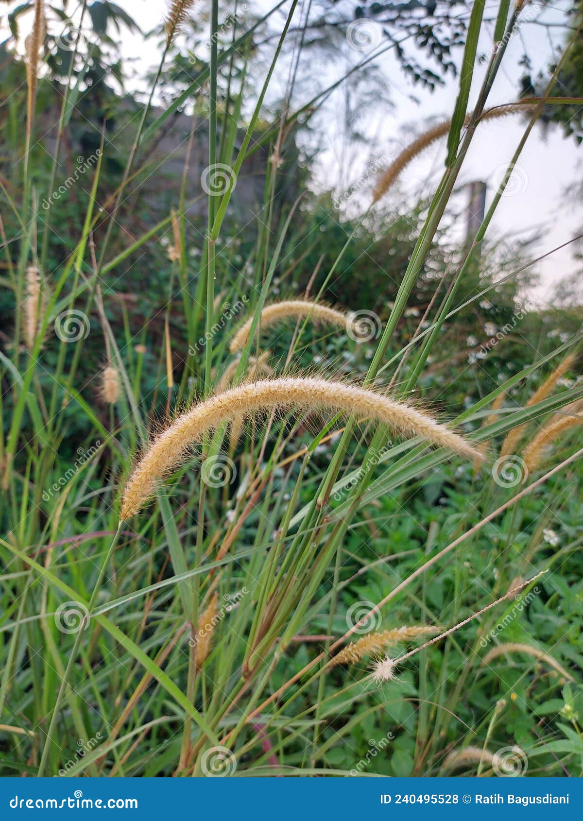 ilalang rumput liar or setaria viridis or cogon grass or setaria faberi or fountaingrasses