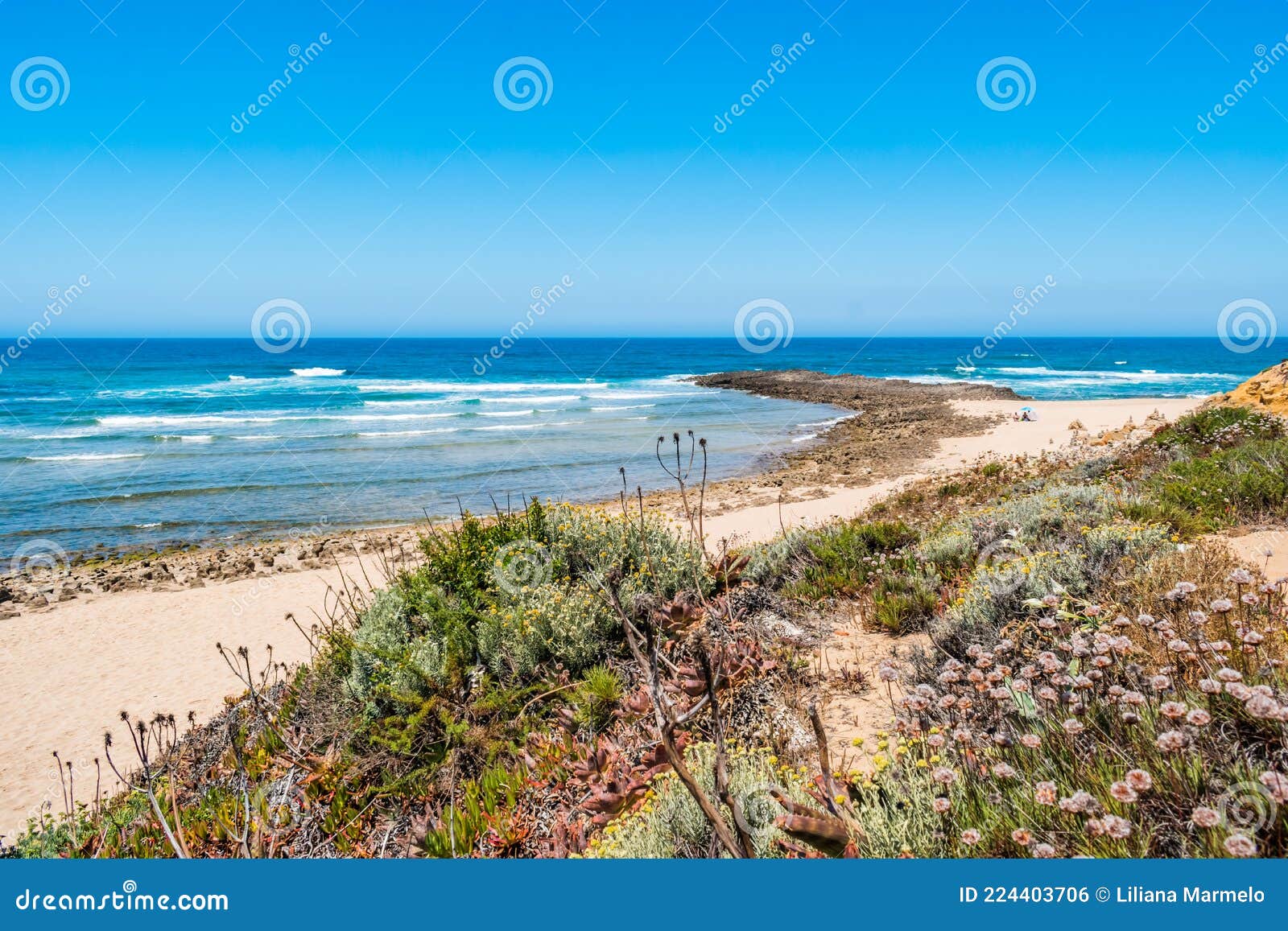 selective focus on maritime vegetation in the dunes of farol beach in milfontes, odemira portugal