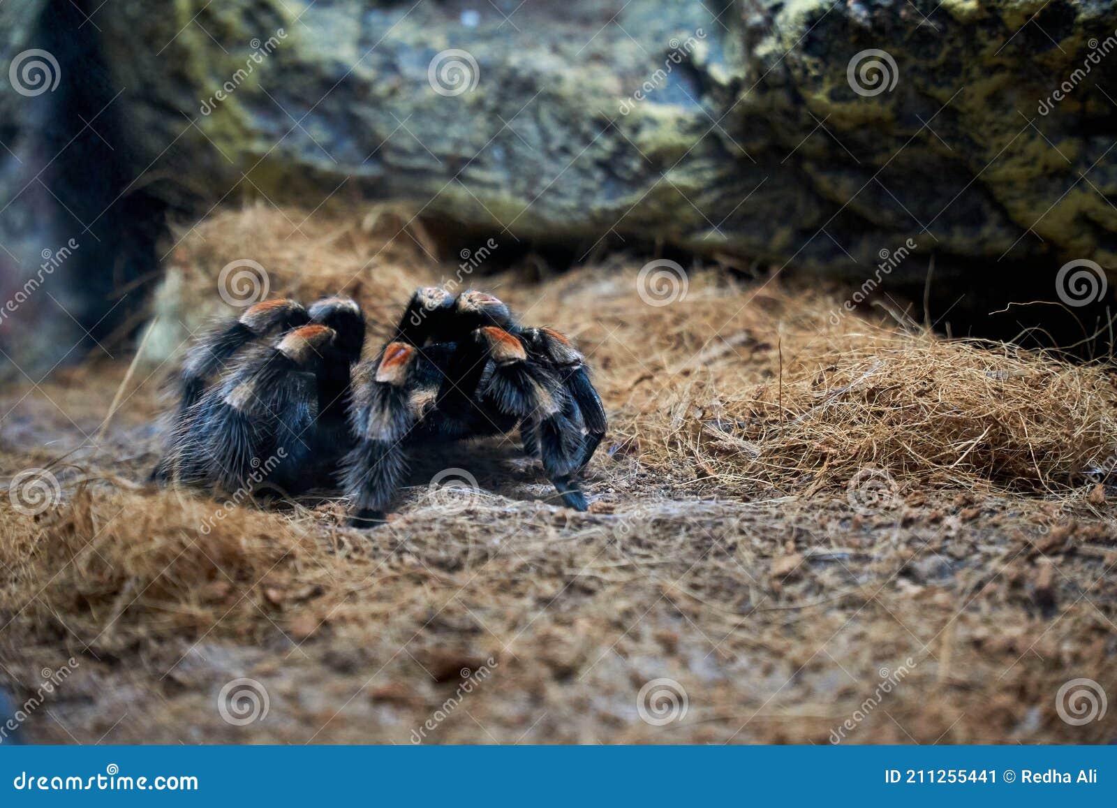 Mexican Red Knee Tarantula on the Ground Stock Image - Image of mexican ...