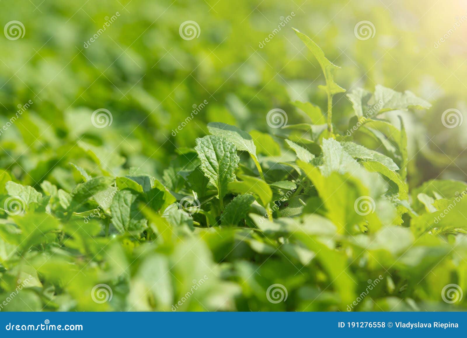 selective focus of mustard on the filed
