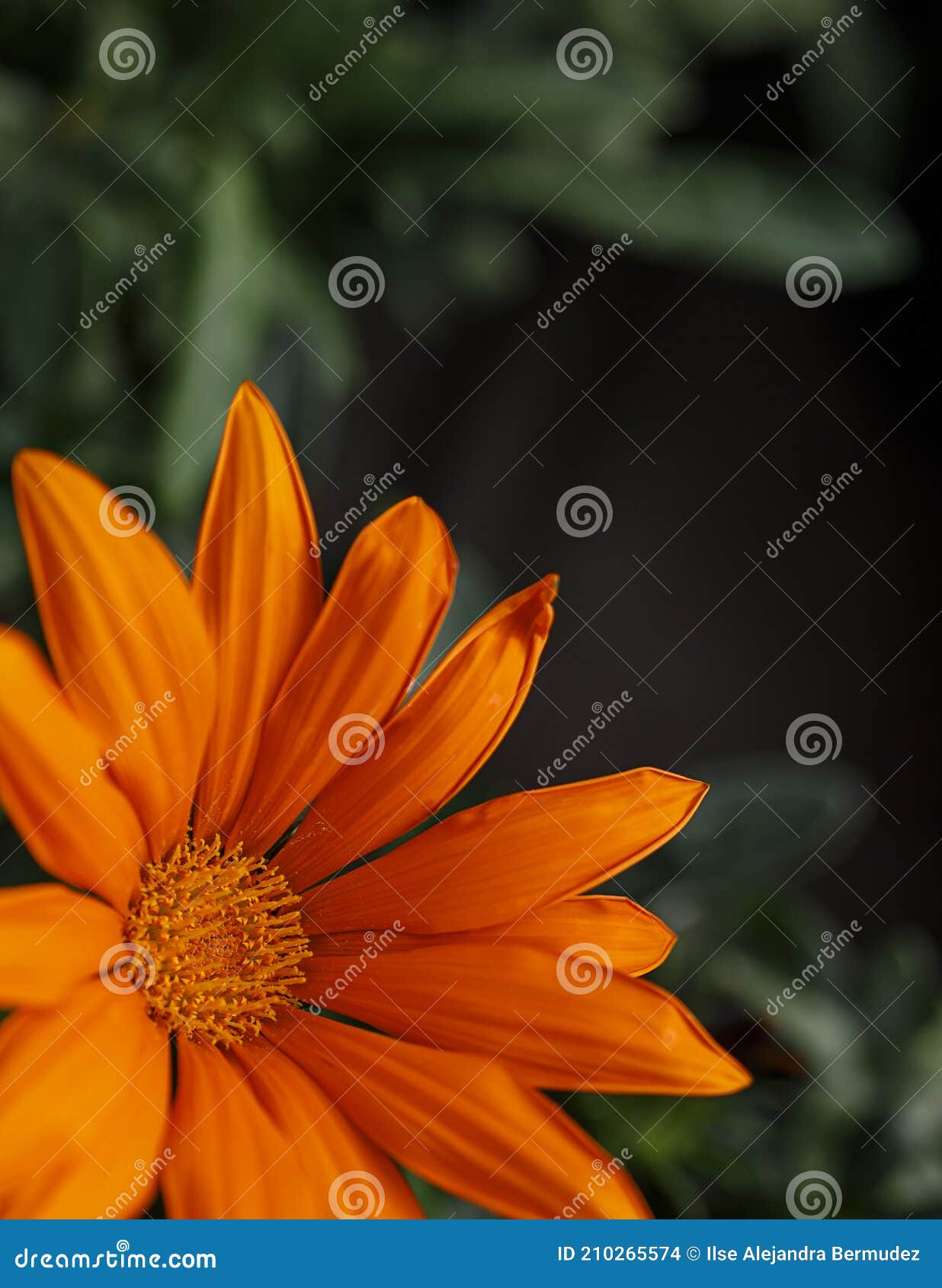 selective focus of the orange chinese flower chrysotema with copy space