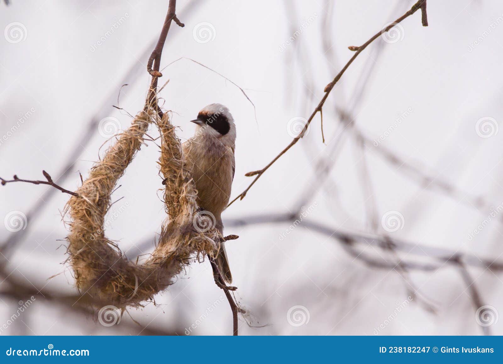 penduline tit bird, remiz pendulinus