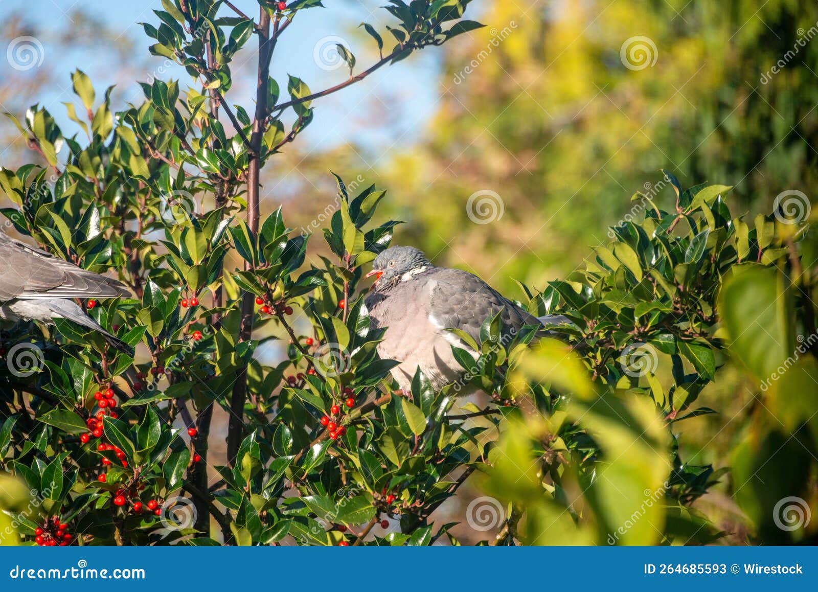 Selective Focus of Ringdoves Perched on a Holly Tree in the Garden