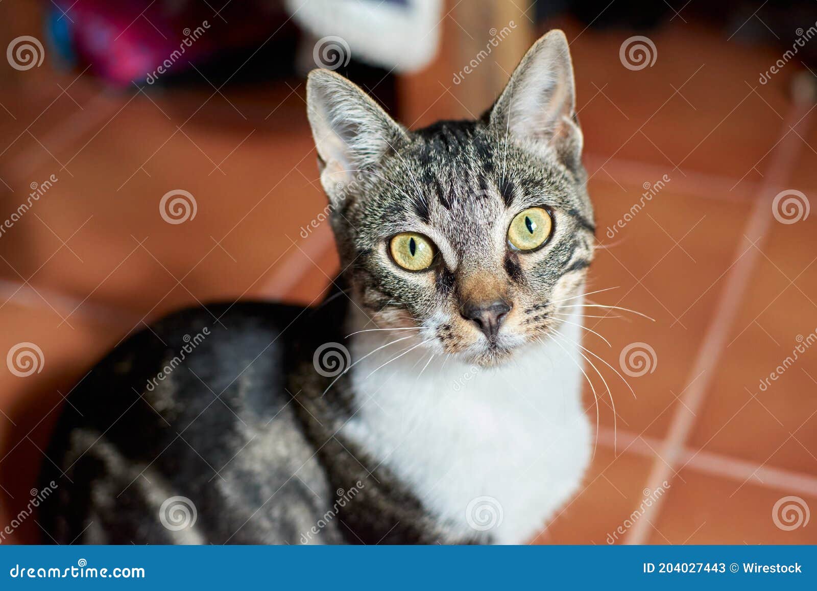 Selective Focus Shot of an Adorable Cat with Big Green Eyes Stock Image