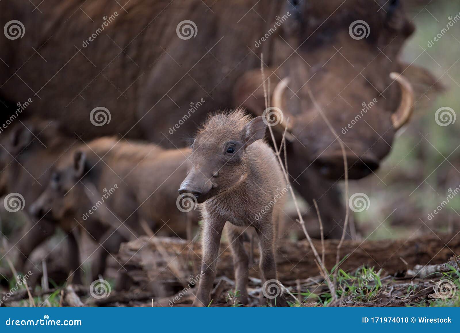 selective focus shot of a baby warthog