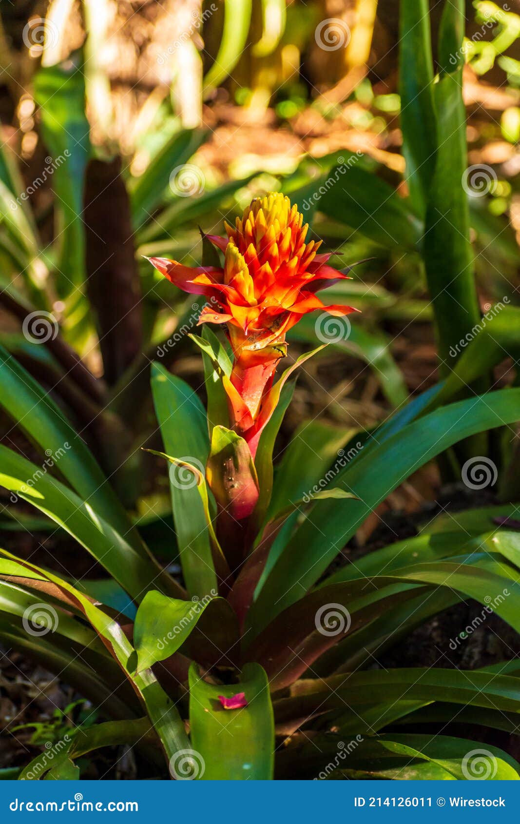 selective focus shot of beautiful guzmania conifera flower