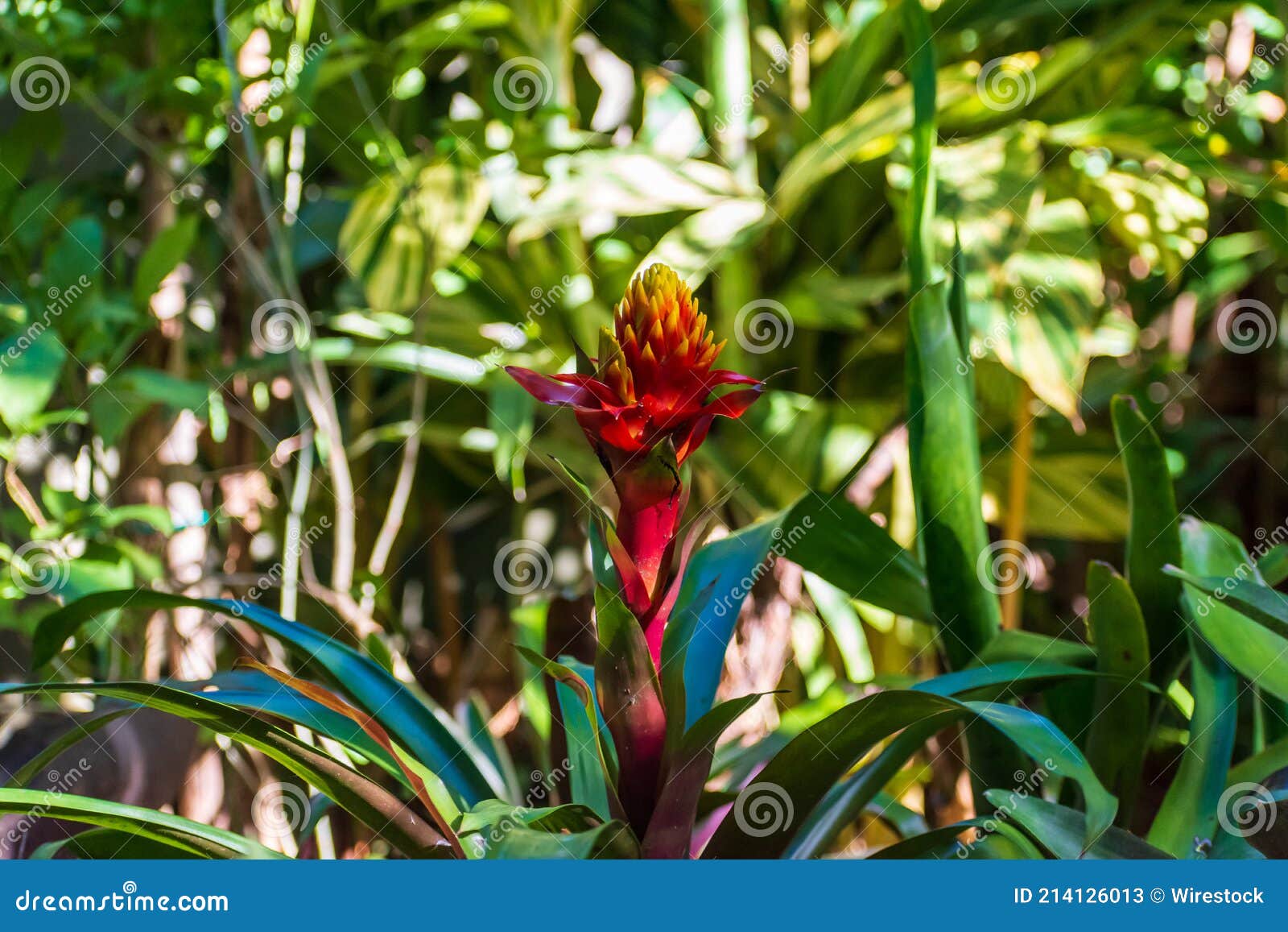 selective focus shot of beautiful guzmania conifera flower