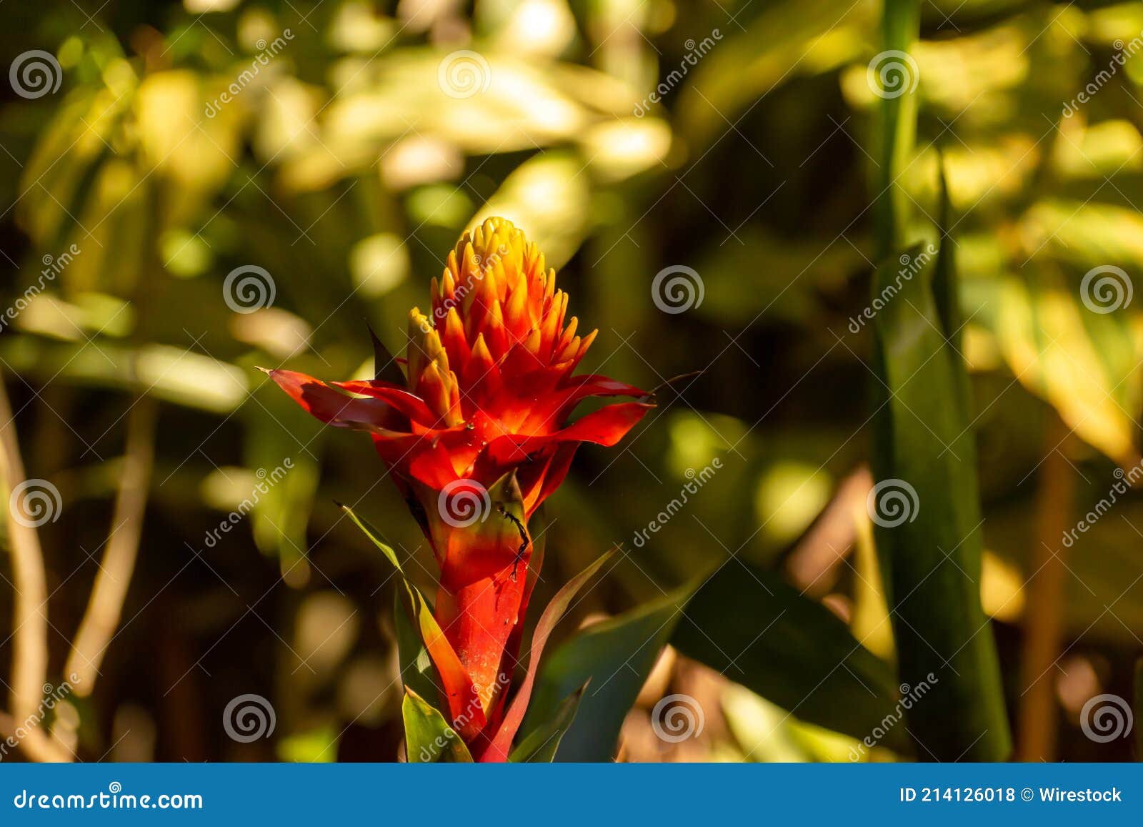 selective focus shot of beautiful guzmania conifera flower