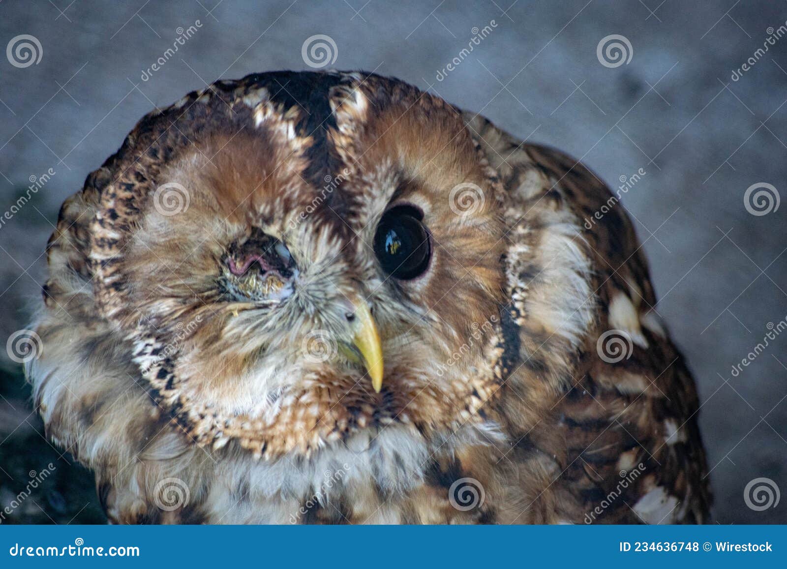 Selective Focus Shot of a Brown Owl with One Eye Stock Photo Image of