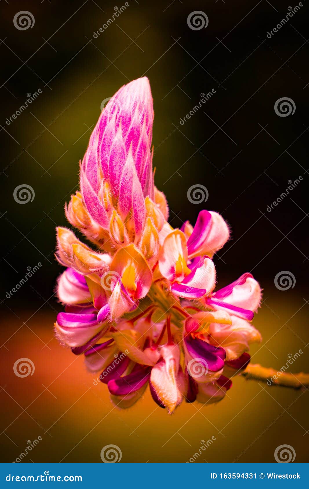 selective focus shot of a caesalpinia flower growing in malasia on blurred background