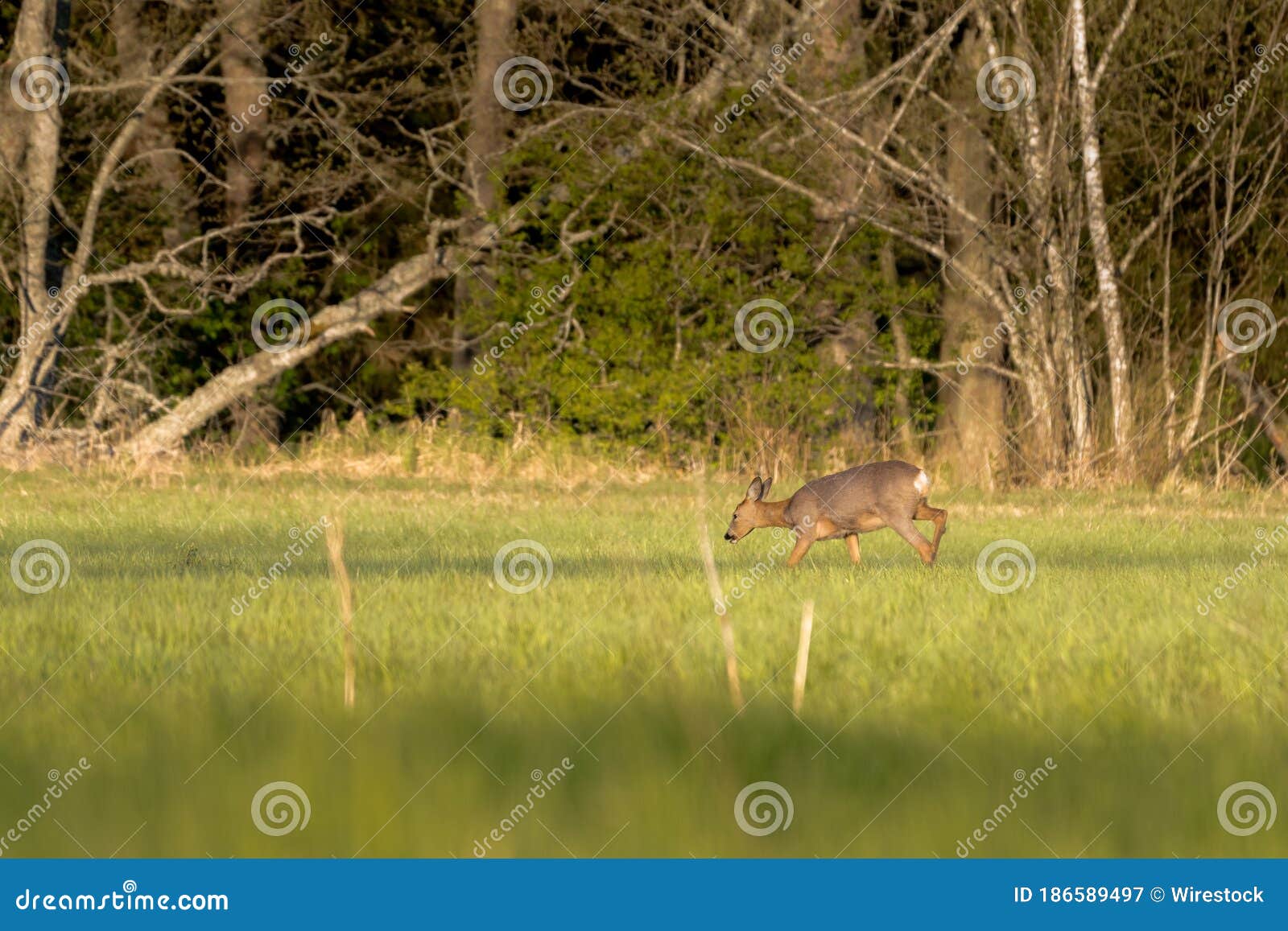 Selective Focus Shot of a Deer Eating on a Grass Field with Trees in