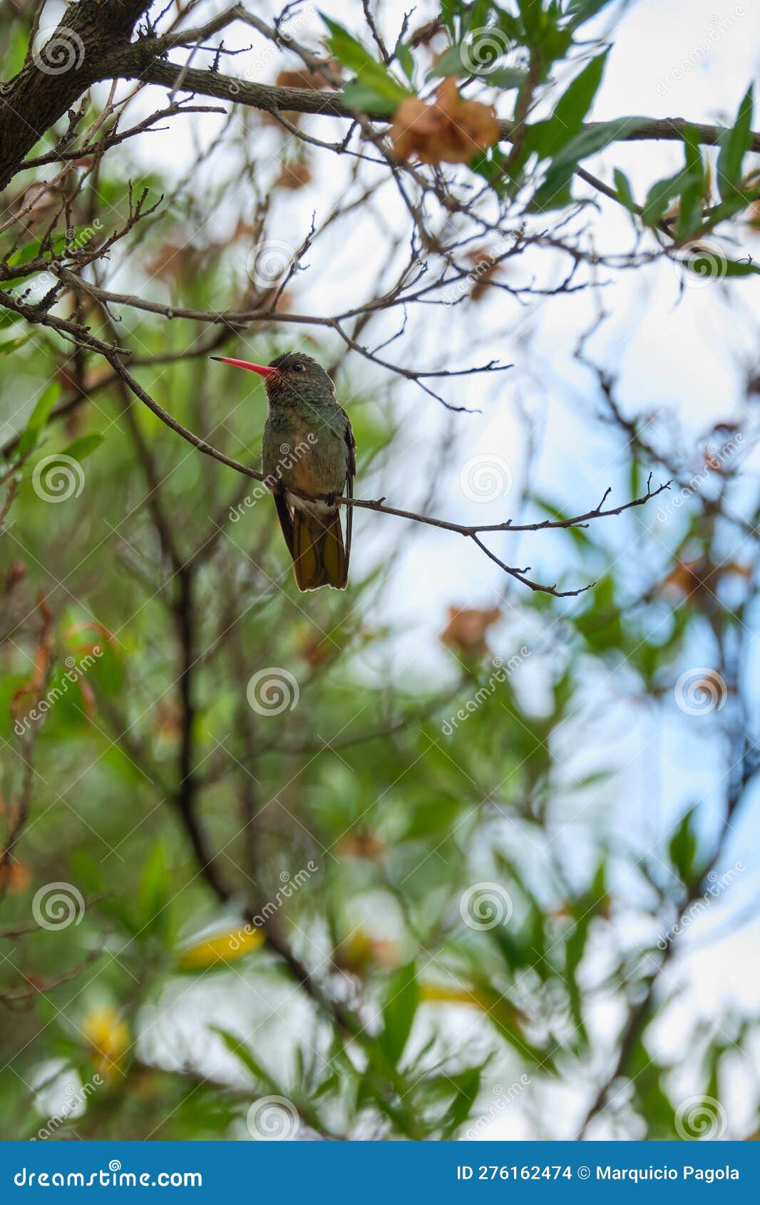 selective focus shot of an exotic bird sitting on a tree branch