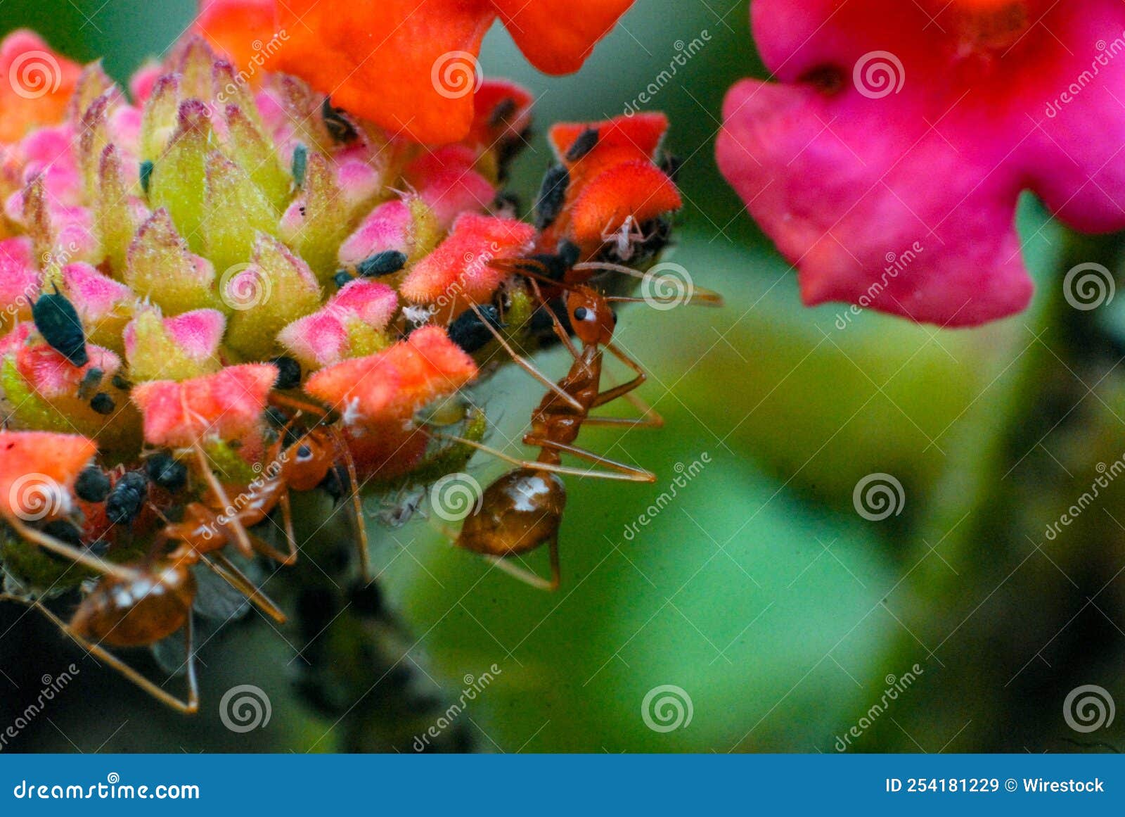 Selective Focus Shot of Fire Ants on a Plant Stock Image Image of
