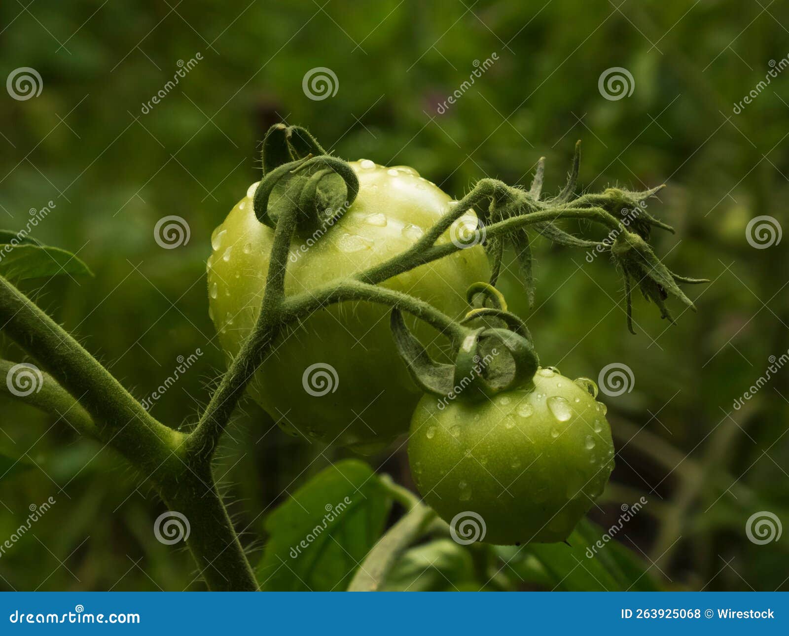 Selective Focus Shot of Green Tomato Fruit Plants with Water Dews Stock