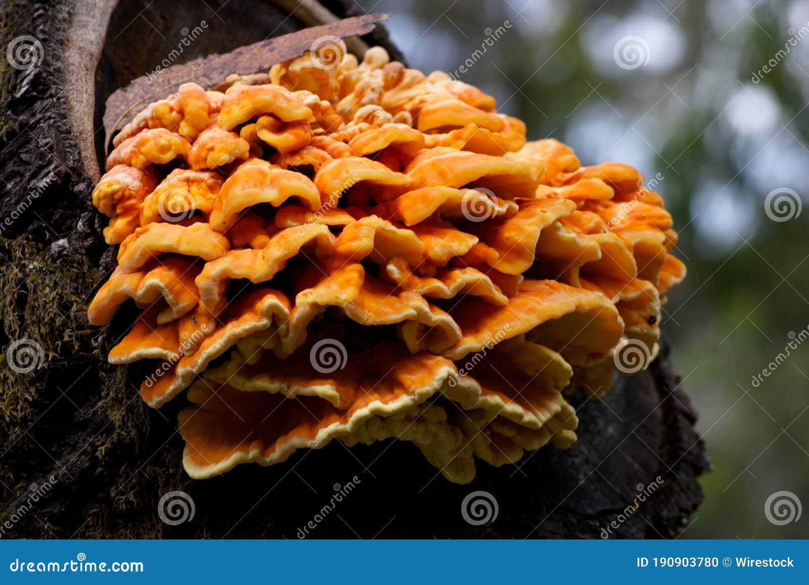 Selective Focus Shot of an Orange Fungus Growing on a Tree Trunk Stock