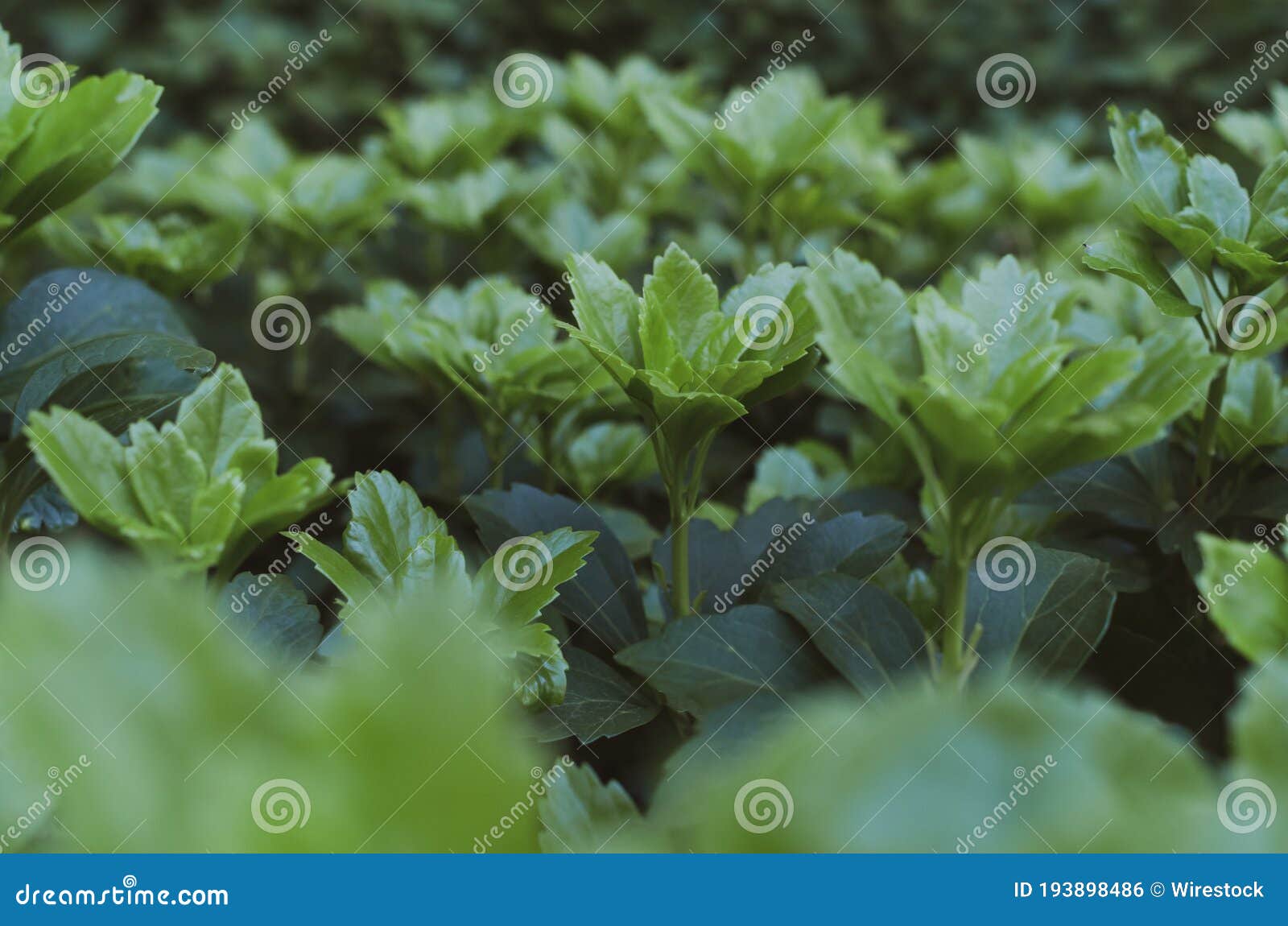 Selective Focus Shot of Peppermints Stock Photo Image of ingredient