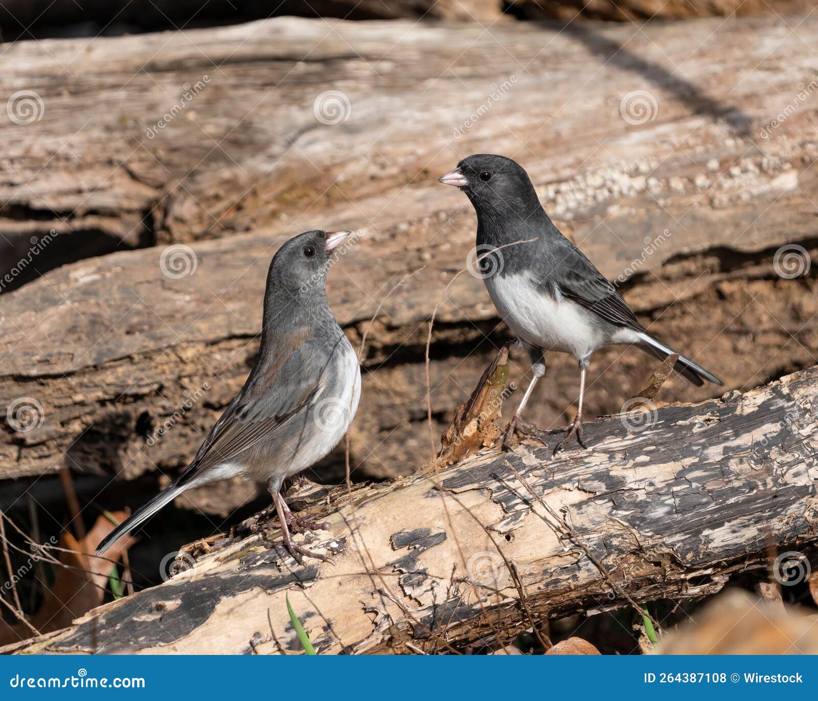 selective focus shot of two dark-eyed juncos (junco hyemalis) in dover, tennessee