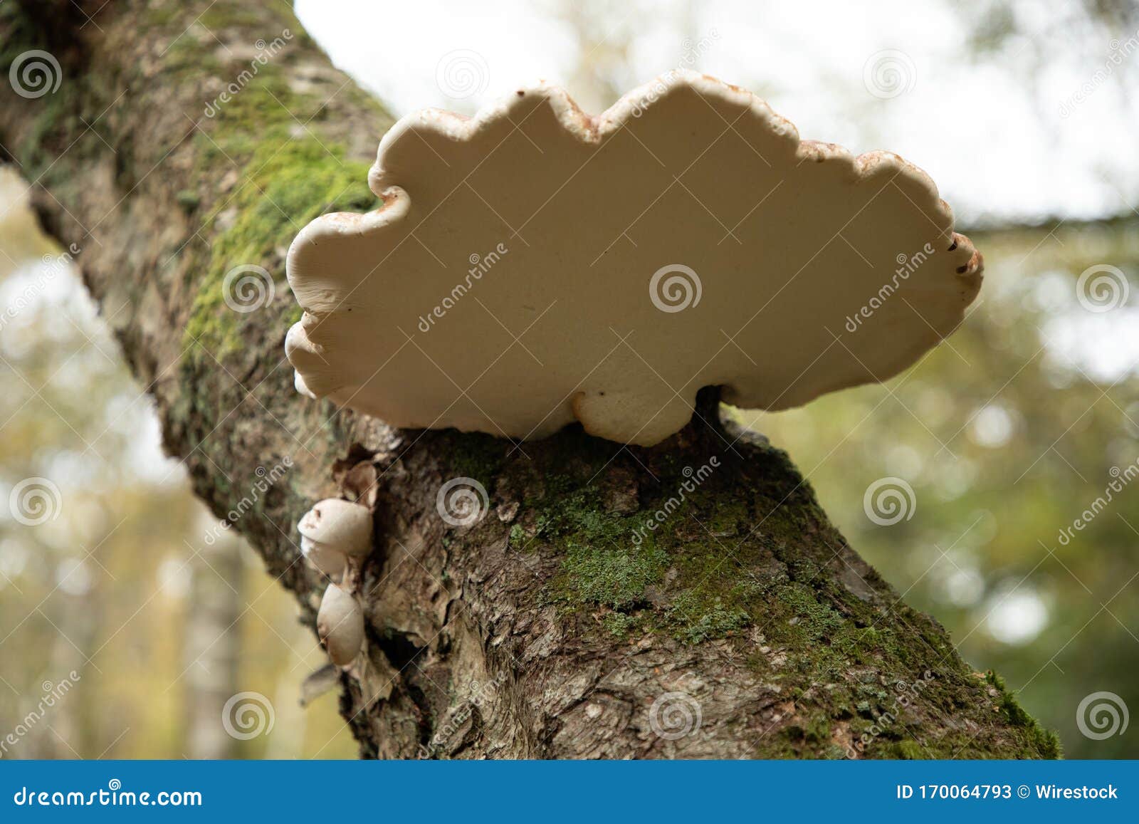selective focus shot of the underside of a birch polypore common white bracket