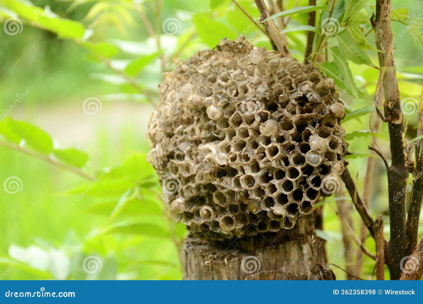 selective focus shot of a vespiary on a tree trunk under sunlight