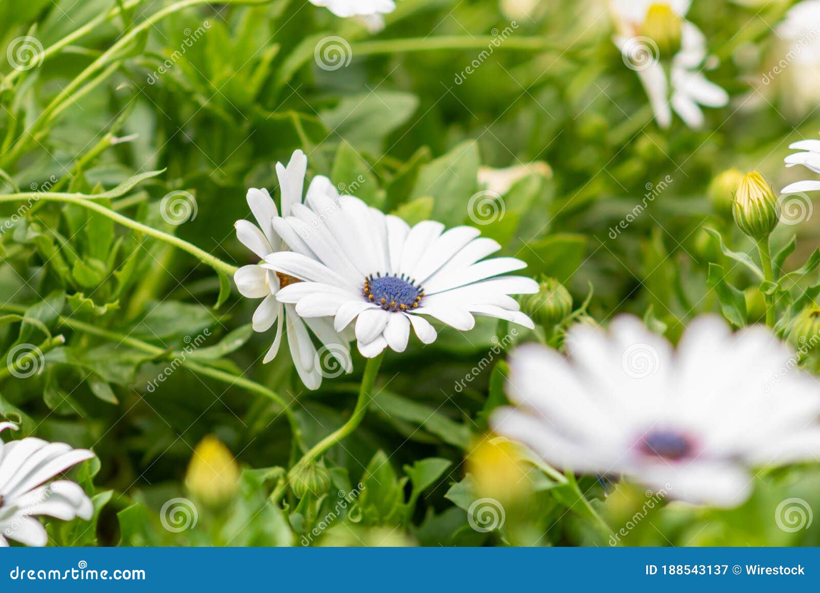 Selective Focus Shot Of A White African Daisy Flower In A Garden Stock