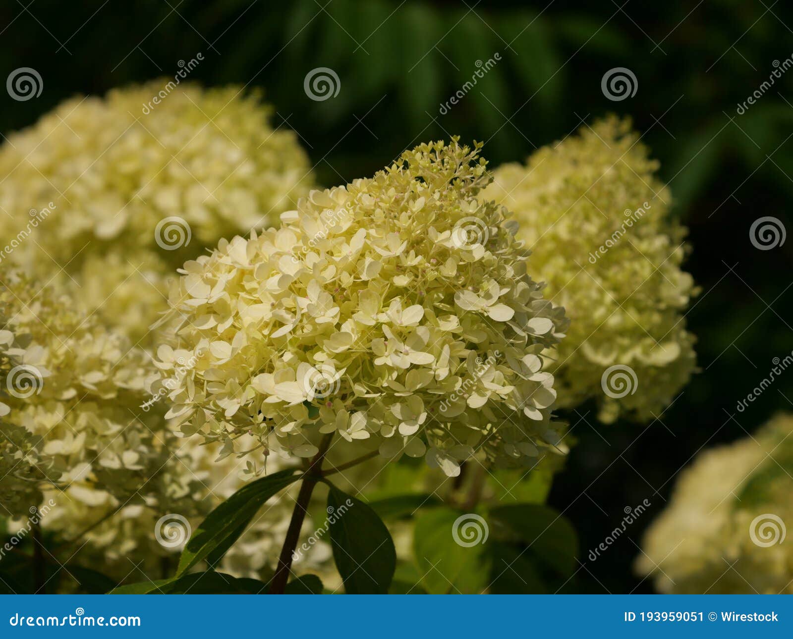 Selective Focus Shot of Yellow Hydrangea Paniculata Flowers in a Garden