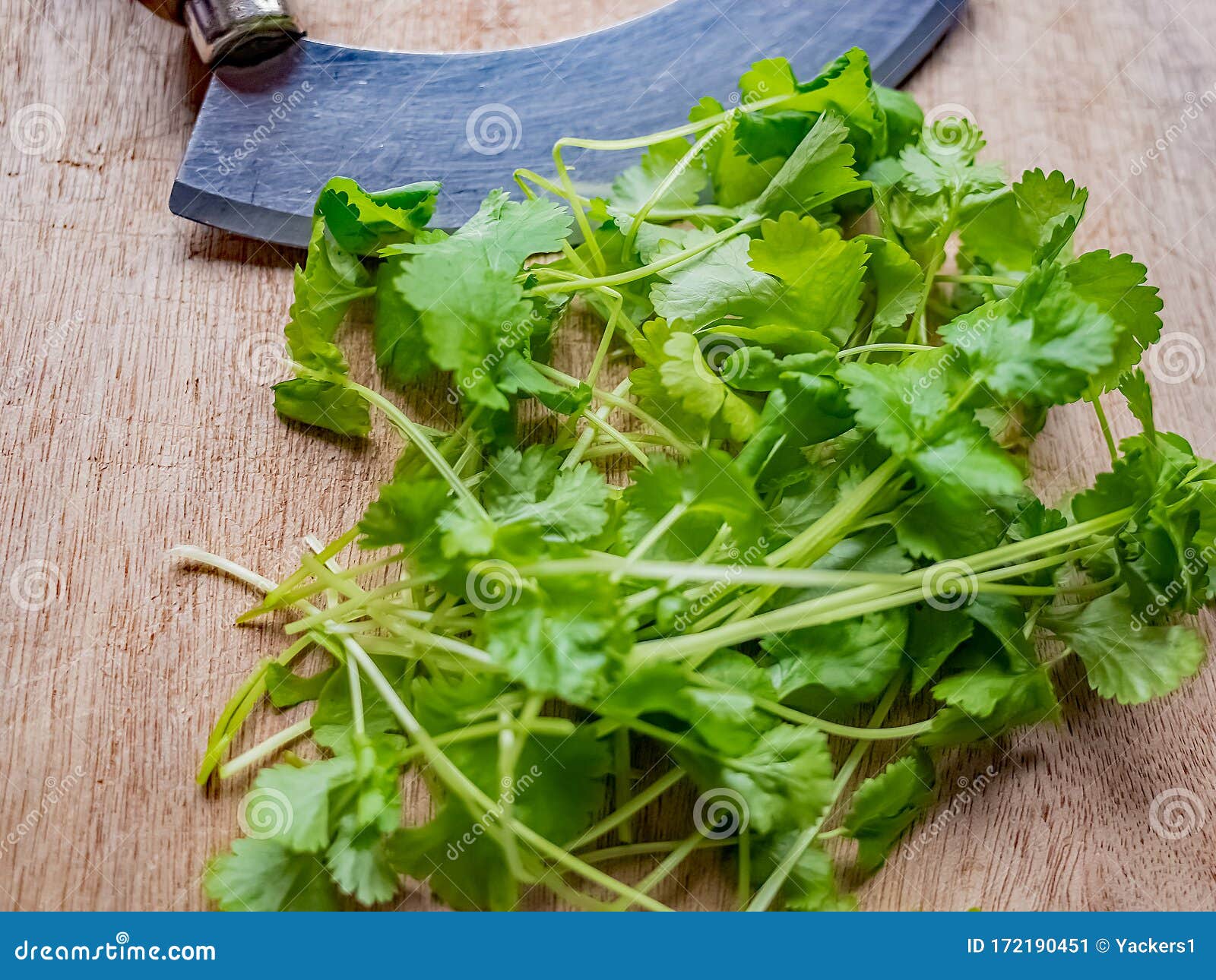 Green Coriander Leaves and Chopper on a Wooden Cutting Board Stock Image -  Image of bunch, chopping: 172190589