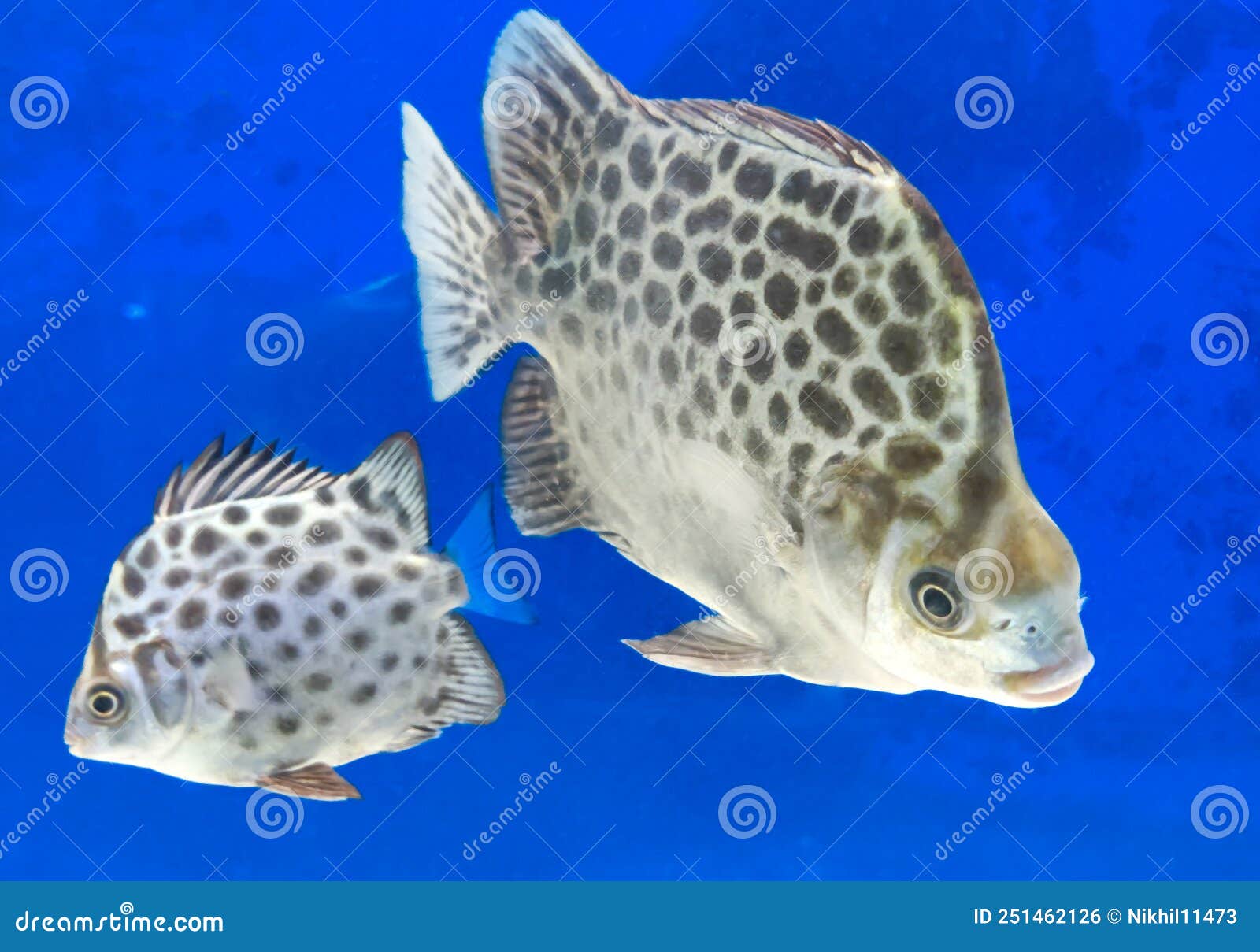 selective focus of spotted scat fishscatophagus argus  on a white background