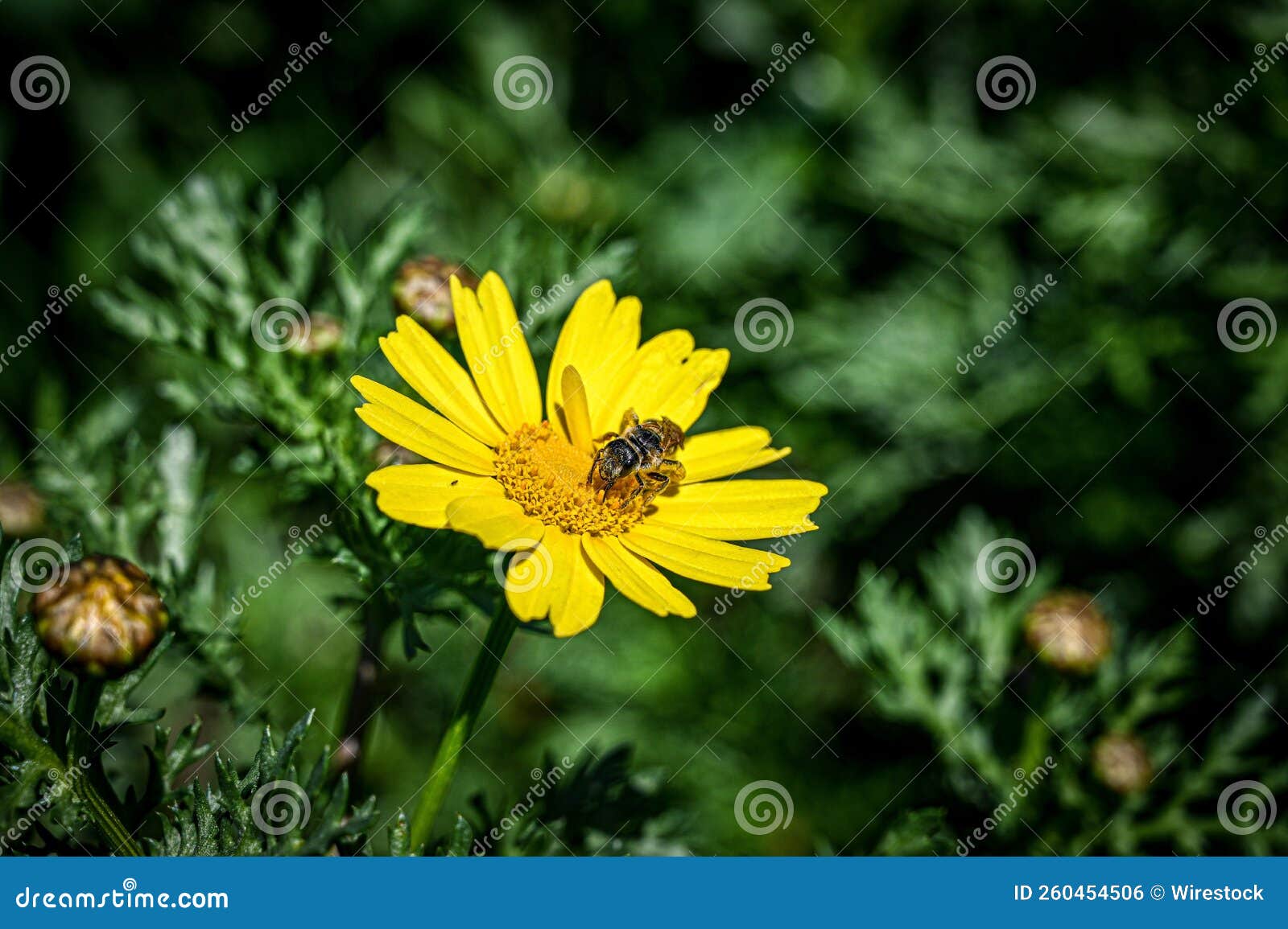 Selective Focus of a Sunlit Yellow Crown Daisy, Bee Standing on it