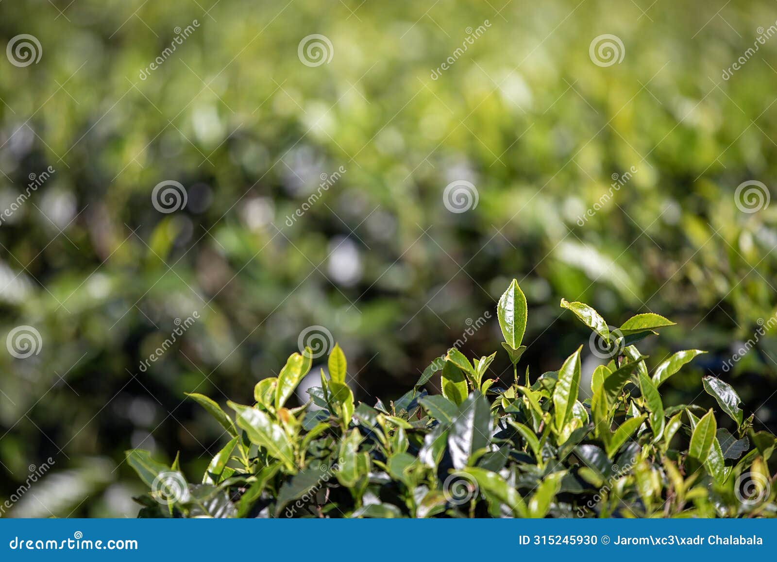 selective focus on tea leaf in tea plantation