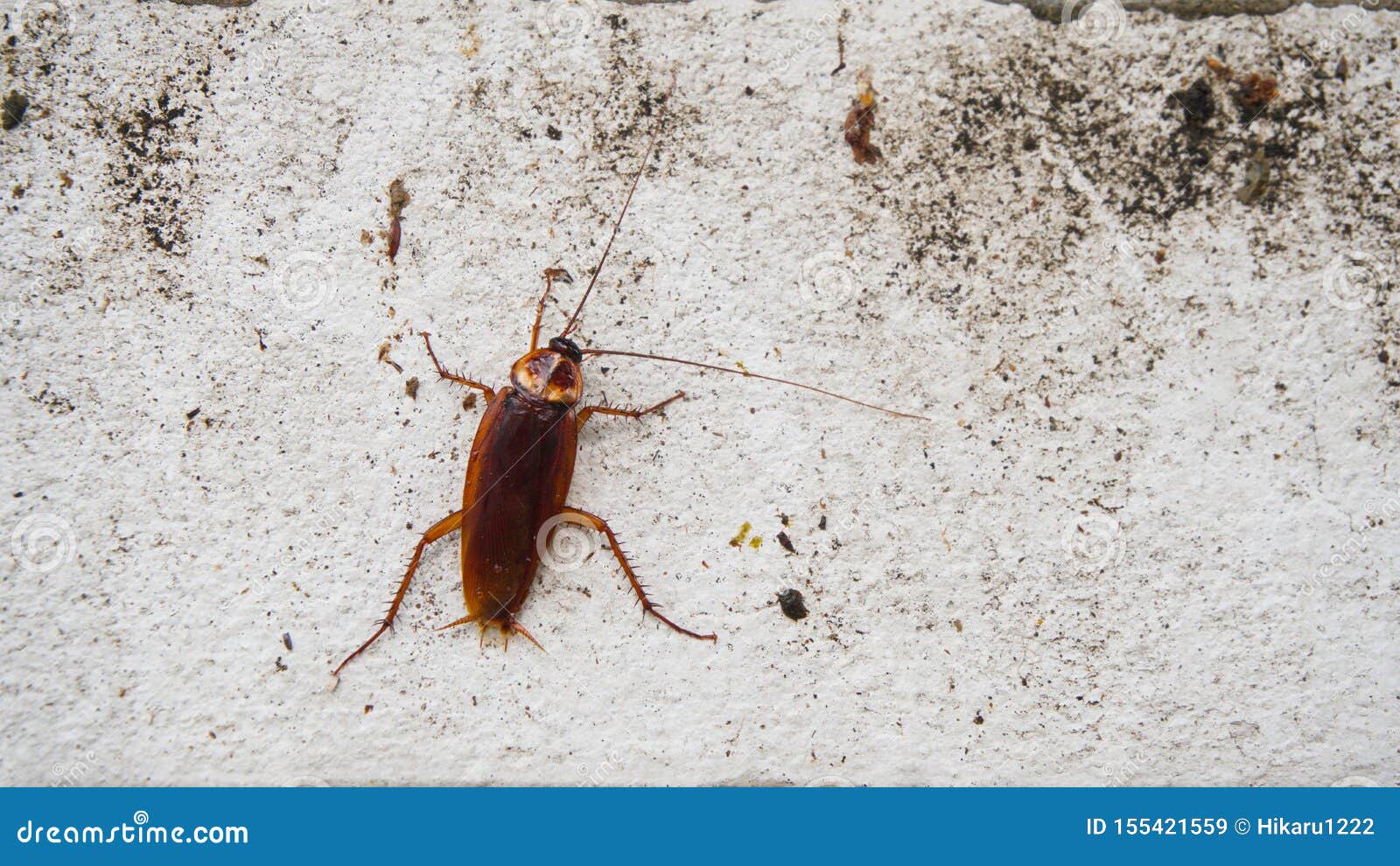 Cockroach Crawling On White Tile Wall RoyaltyFree Stock Photo
