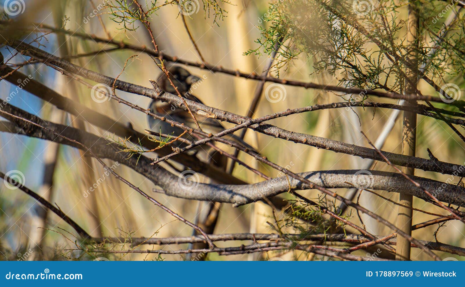 selective focus of tree branches with a blurry perched bird in the background
