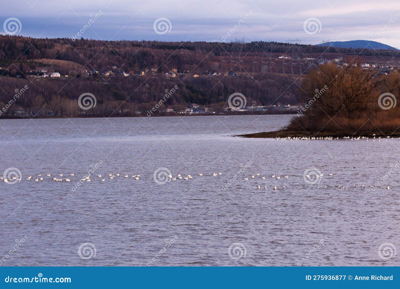 selective focus view of snow geese floating in the st. lawrence river during a cloudy dawn,
