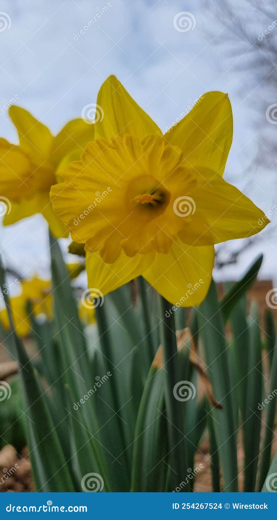 selective focus of a wild daffodil (narciso amarillo) in a green field