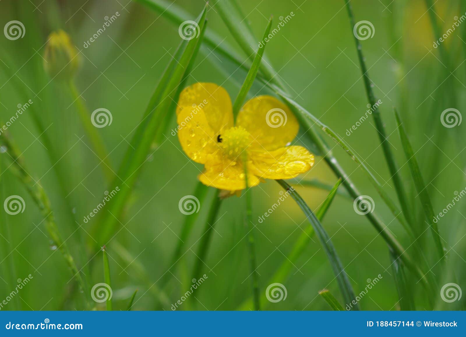 Selective Focus of the Yellow Buttercup Flower with Crystal Clear