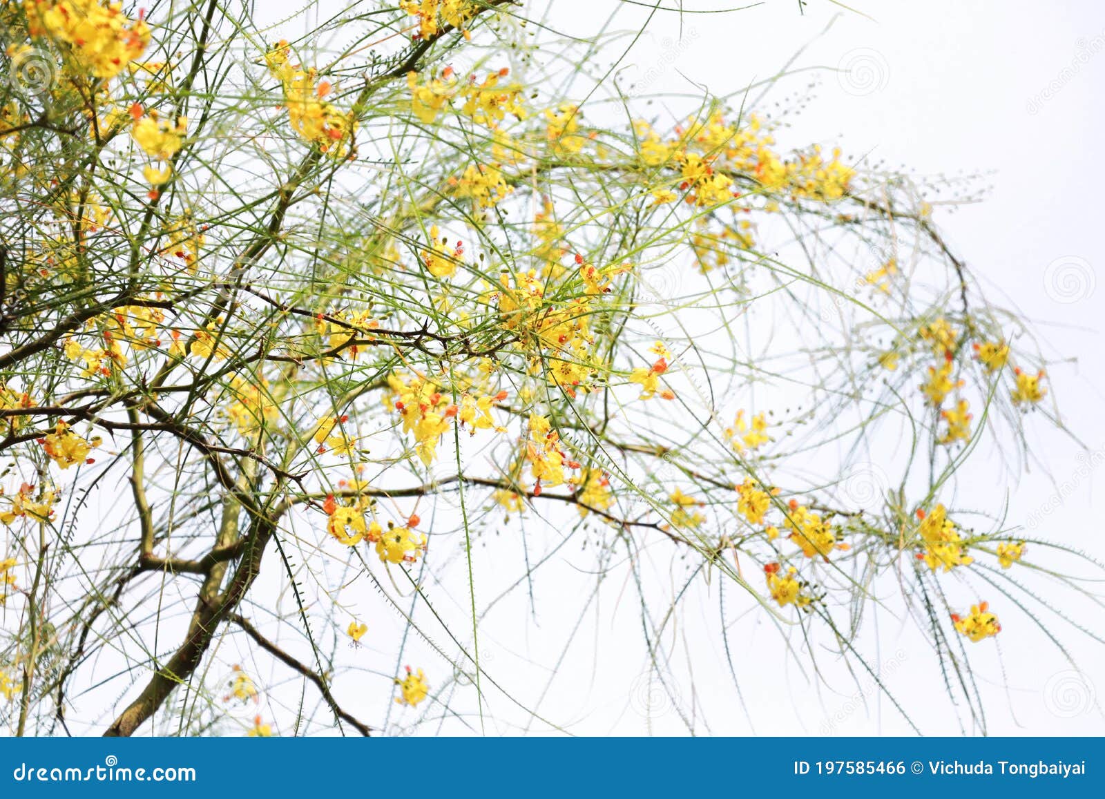 selective focus of yellow flowers parkinsonia aculeata tree on 