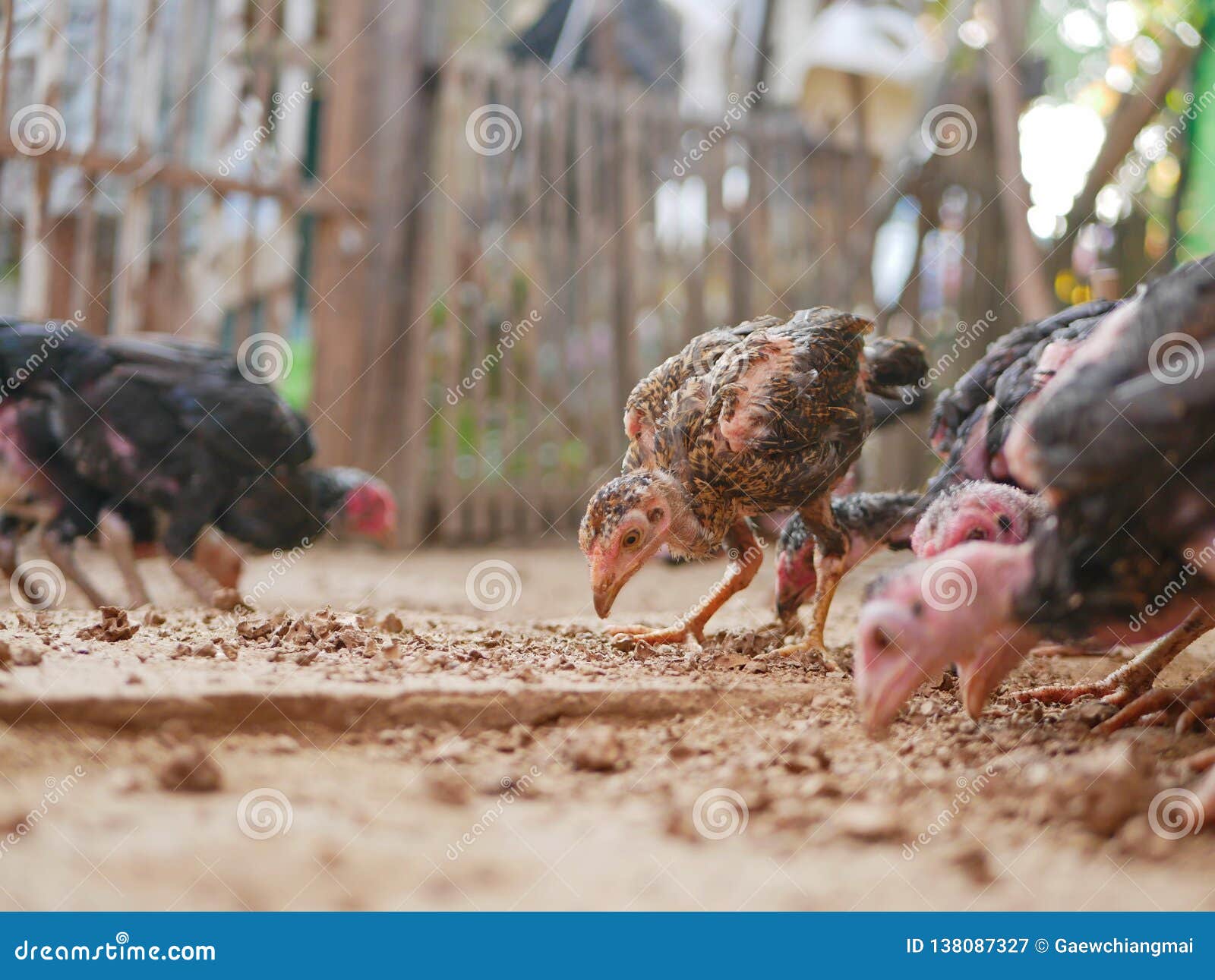Young Chickens in a Coop Being Fed with Termites Stock Image Image of