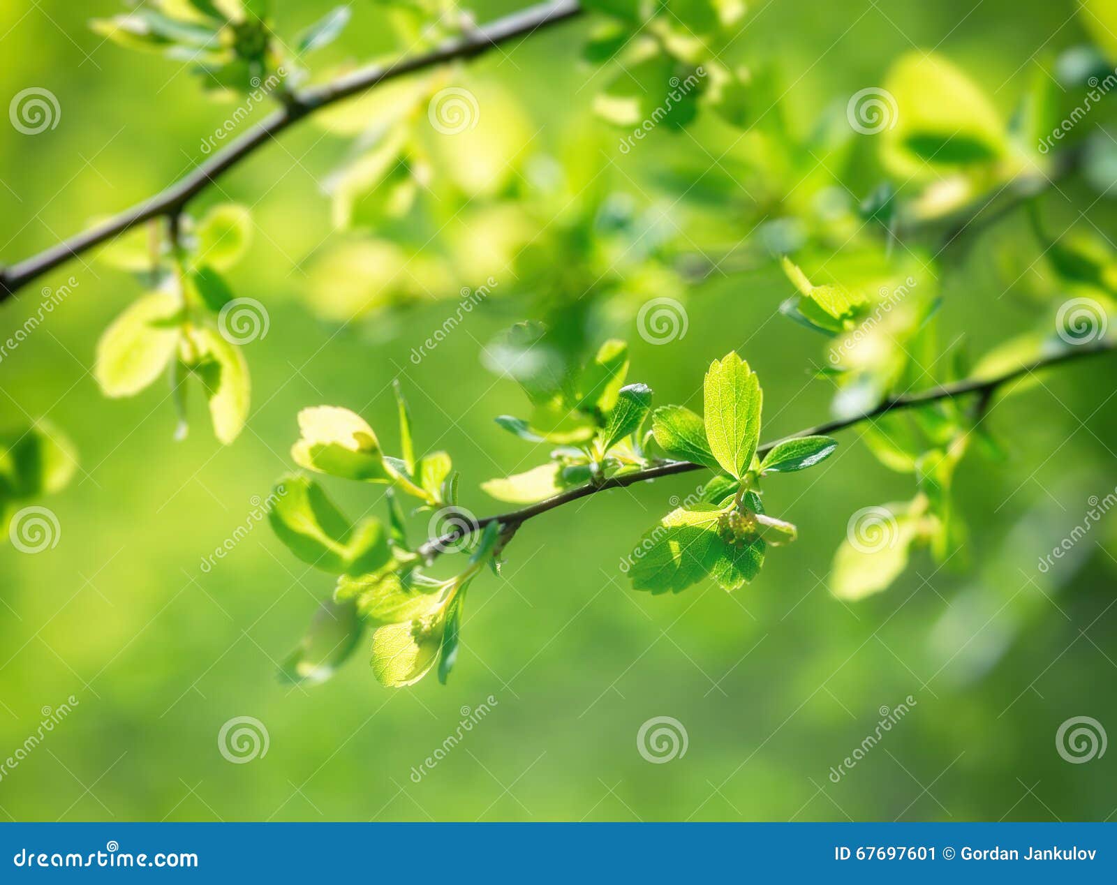 Selective Focus on Young Spring Leaves Stock Image Image of branch