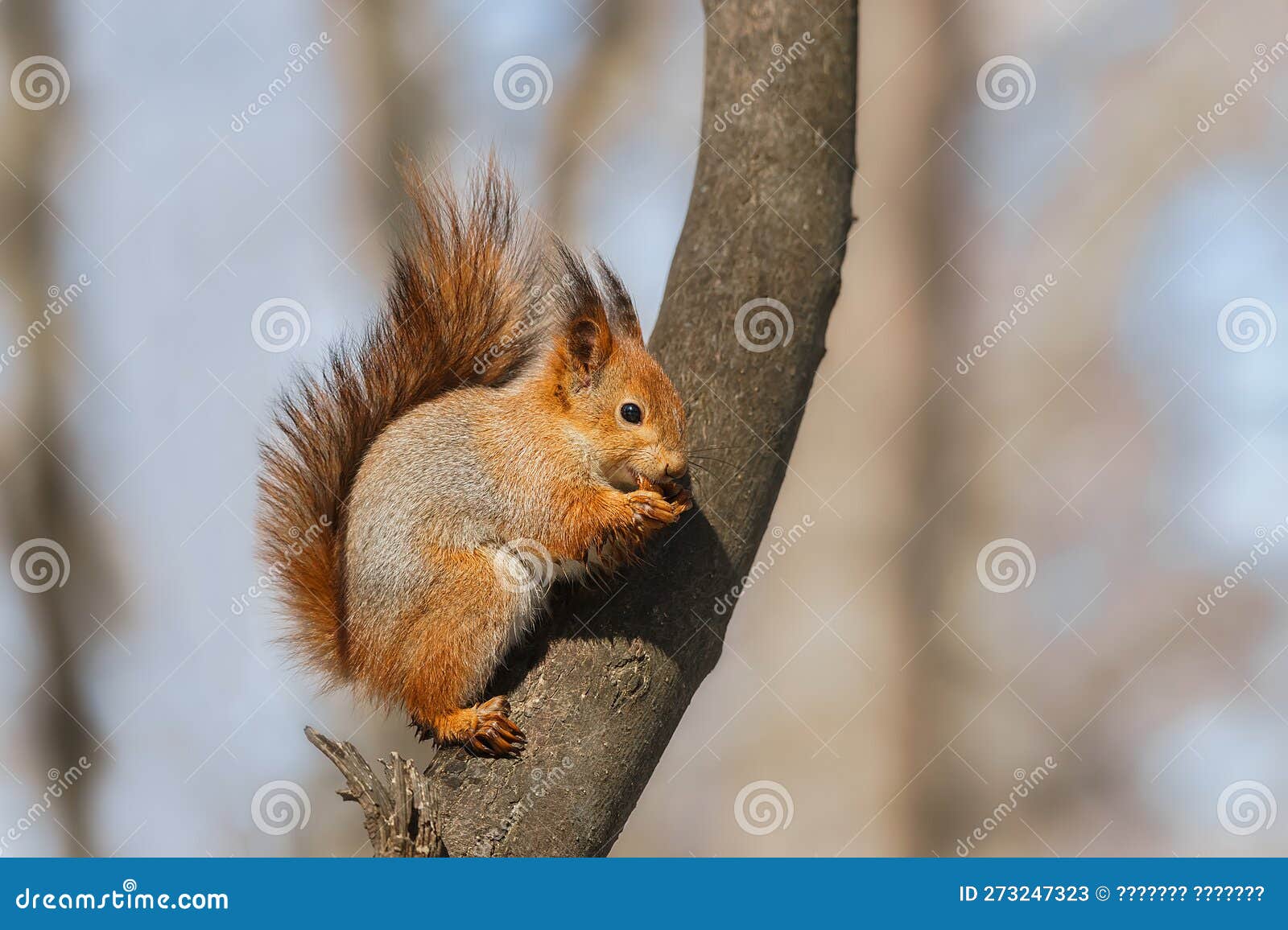 Selective Image of Red Squirrels Eating Nut on Wooden Stump Stock Image