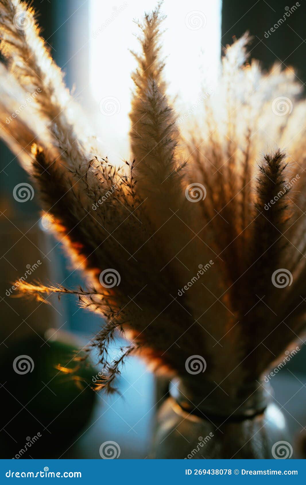 Selective of Pampas Grass in Golden Hour Stock Photo Image of design