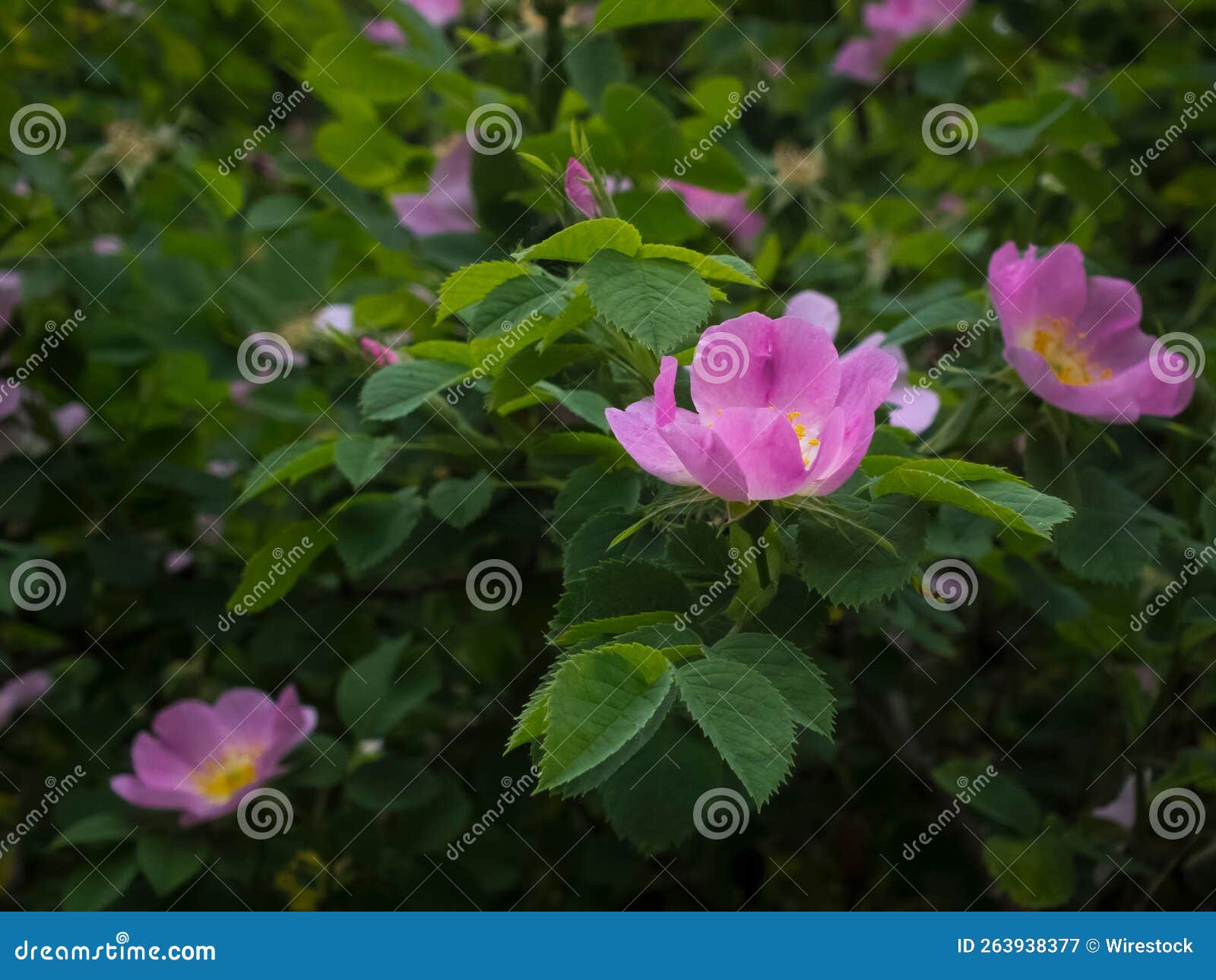 selective of peonia mariel flower in a garden