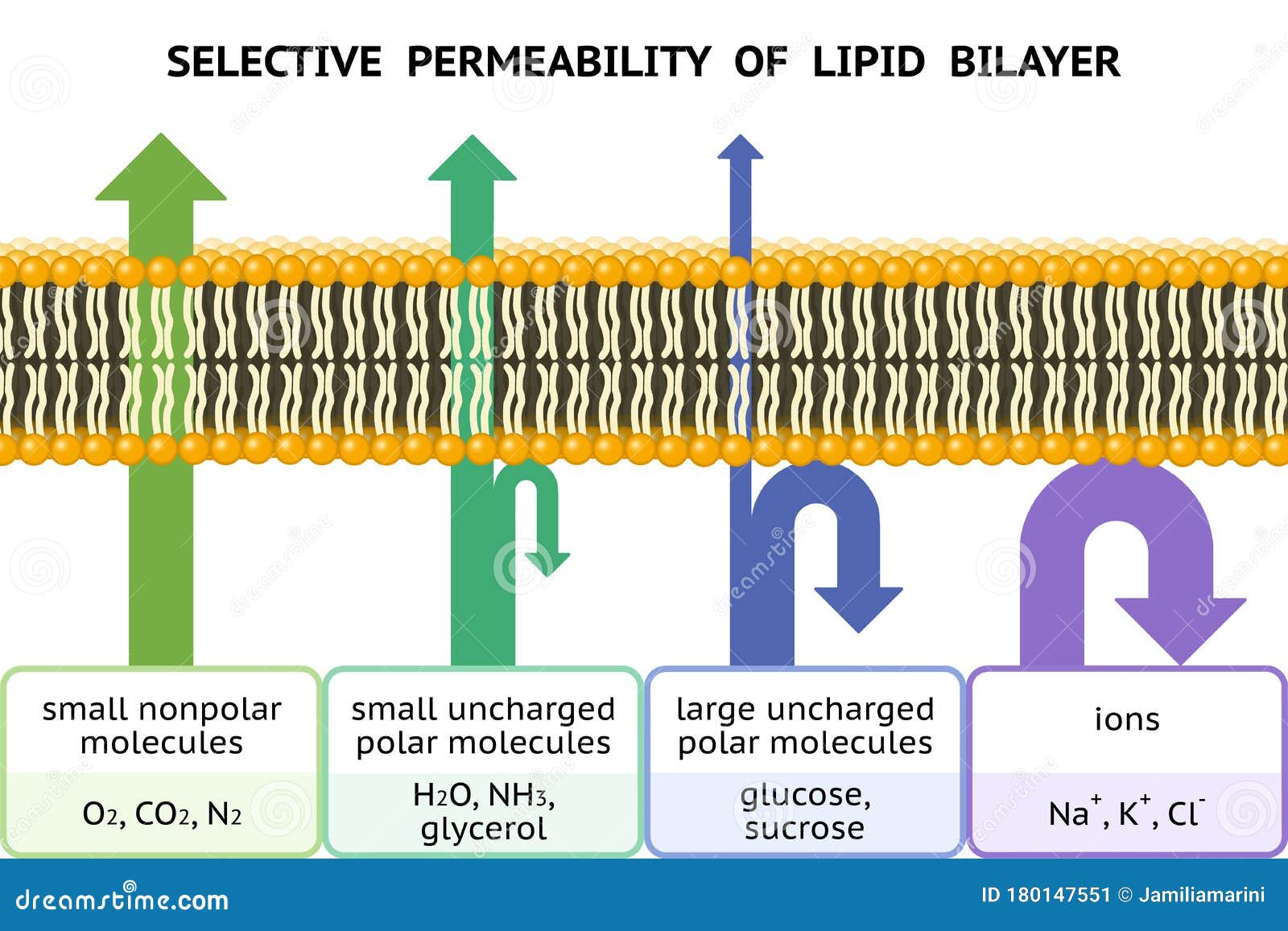 Permeable Cell Membrane